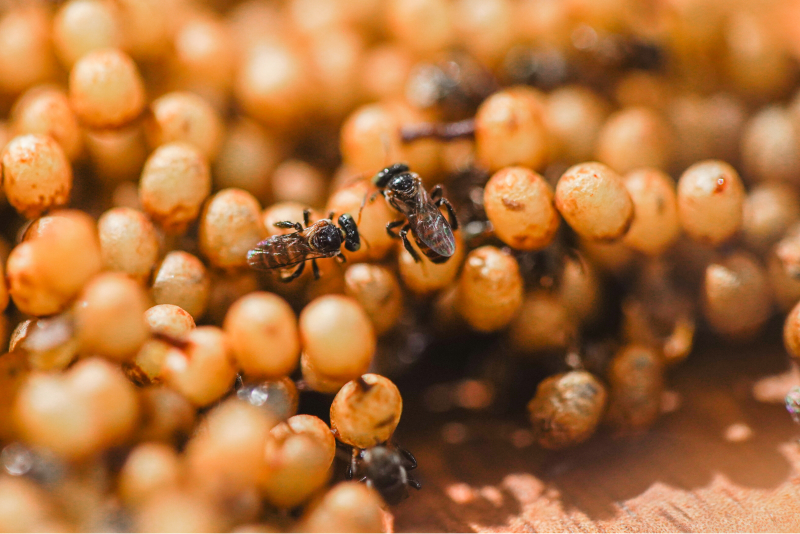 The Baan Thapma Stingless Beekeeping Community Enterprise in Rayong