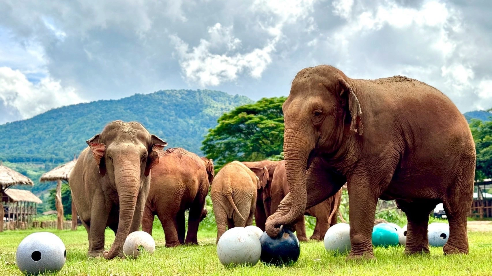 Save Elephant Foundationcnx005 1